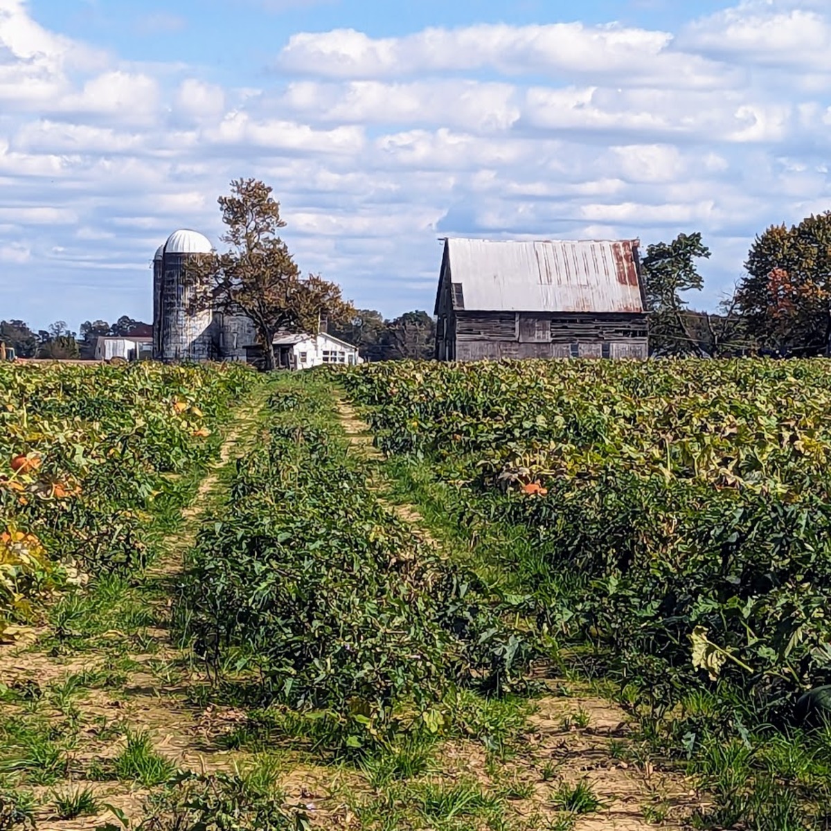An old barn in the distance, a large pumpkin patch in the foreground - but you can only see one or two of them.