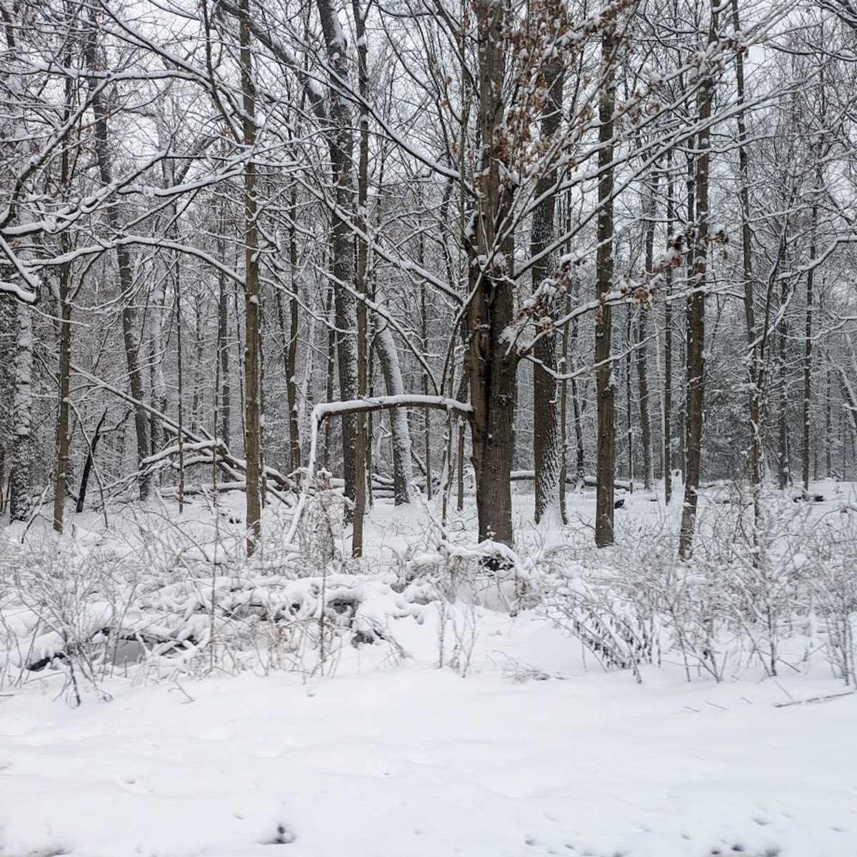 Looking into the woods, hundreds of skinny trees among a blanketing of snow, maybe 4 or 5 inches of it.